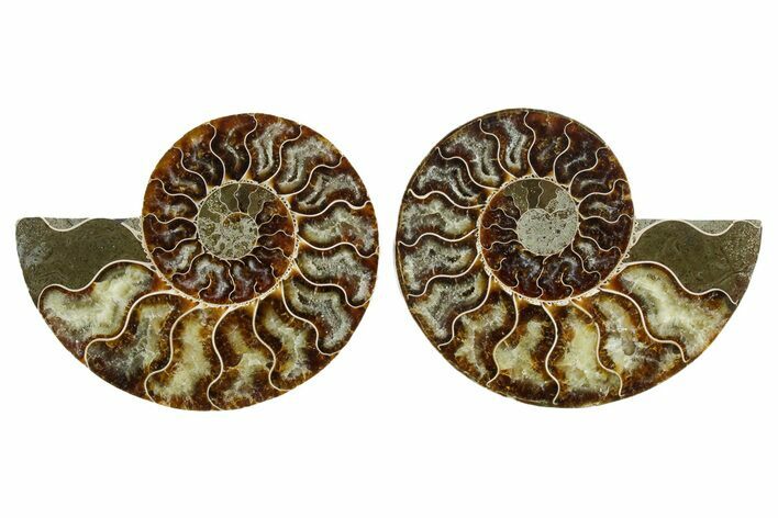 Cut & Polished Crystal-Filled Ammonite Fossil - Madagascar #354110